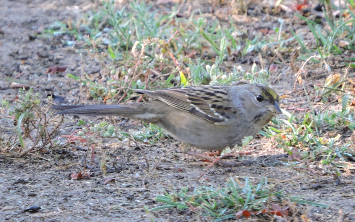 Golden-crowned Sparrow - Greg Cross