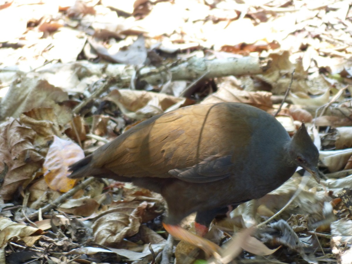 Orange-footed Megapode - Andy Frank