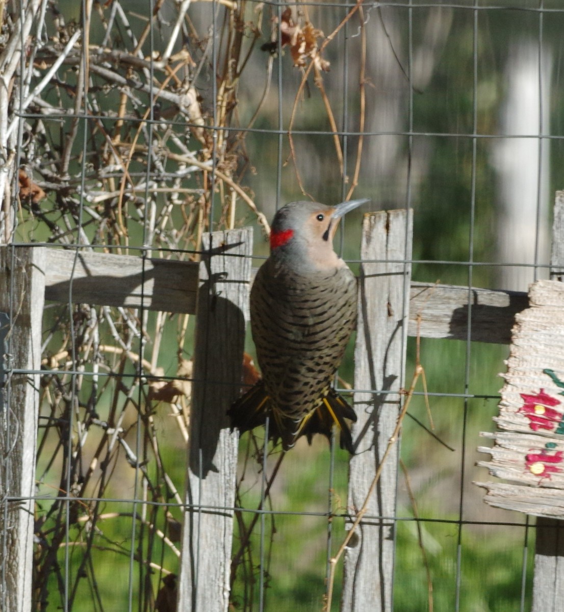 Northern Flicker (Yellow-shafted) - Brenda Wright