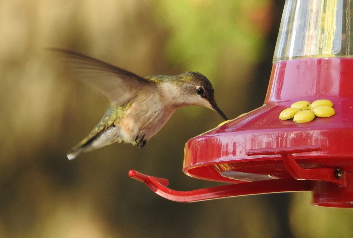 Ruby-throated Hummingbird - ML72587971