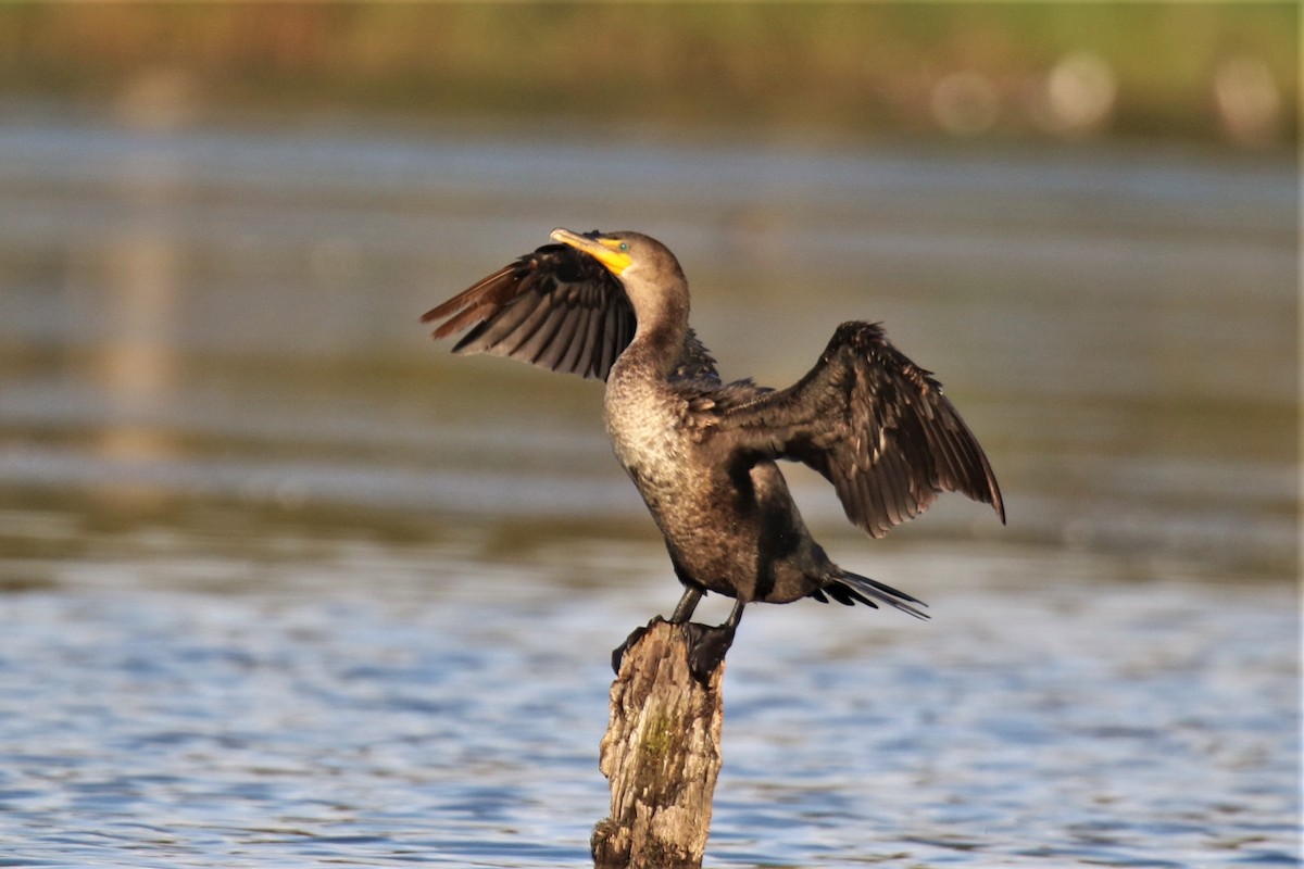 Double-crested Cormorant - John Skene