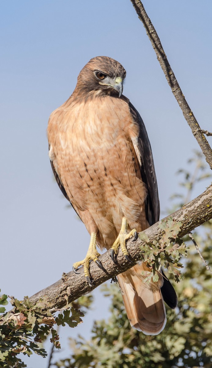 Red-tailed Hawk - Margaret & Fred Parkes