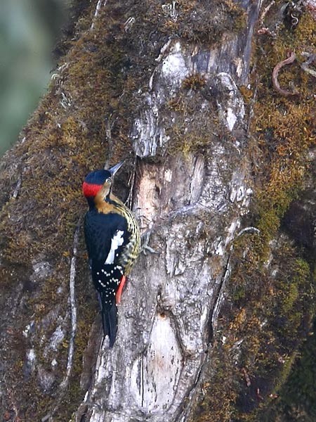 Darjeeling Woodpecker - ML725892