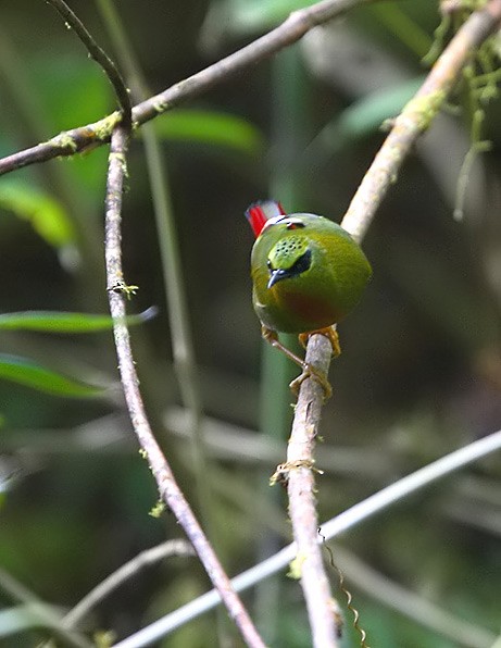 Fire-tailed Myzornis - ML725895