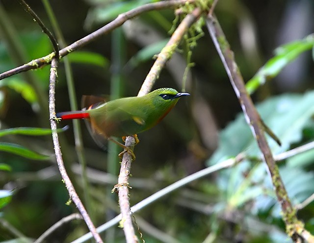 Fire-tailed Myzornis - ML725896