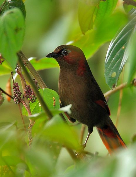 Red-faced Liocichla - ML725900