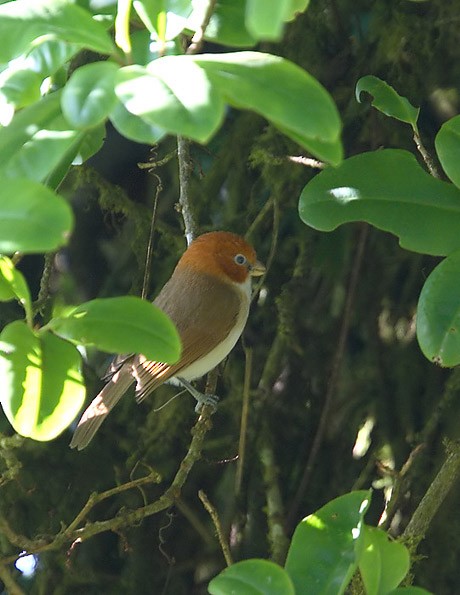 White-breasted Parrotbill - ML725906