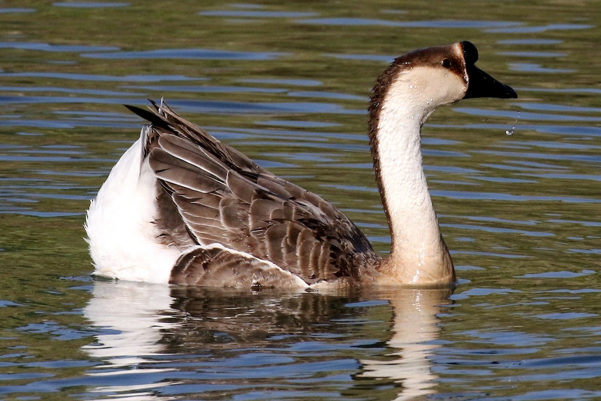 Swan Goose (Domestic type) - ML72595541