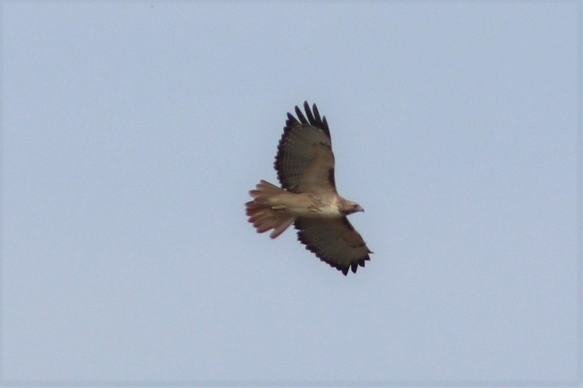 Red-tailed Hawk - ML72595691