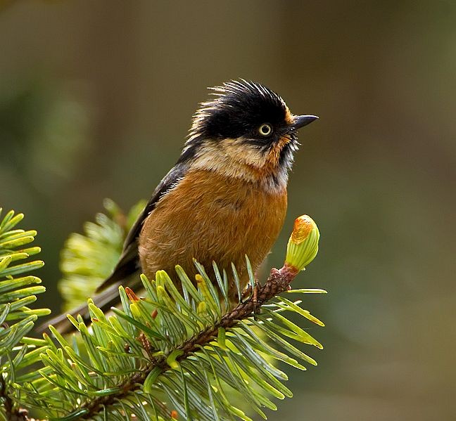 Black-browed Tit (Rufous-fronted) - ML725957