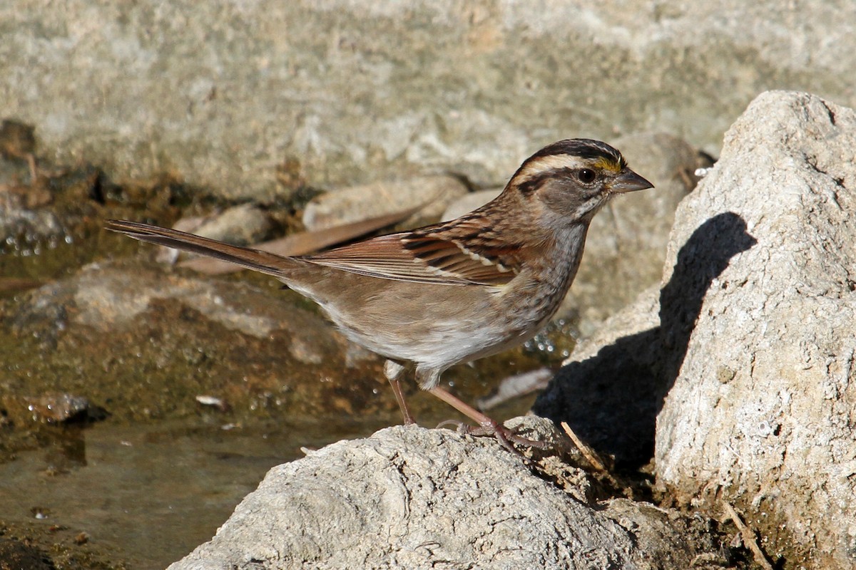 White-throated Sparrow - ML72595711
