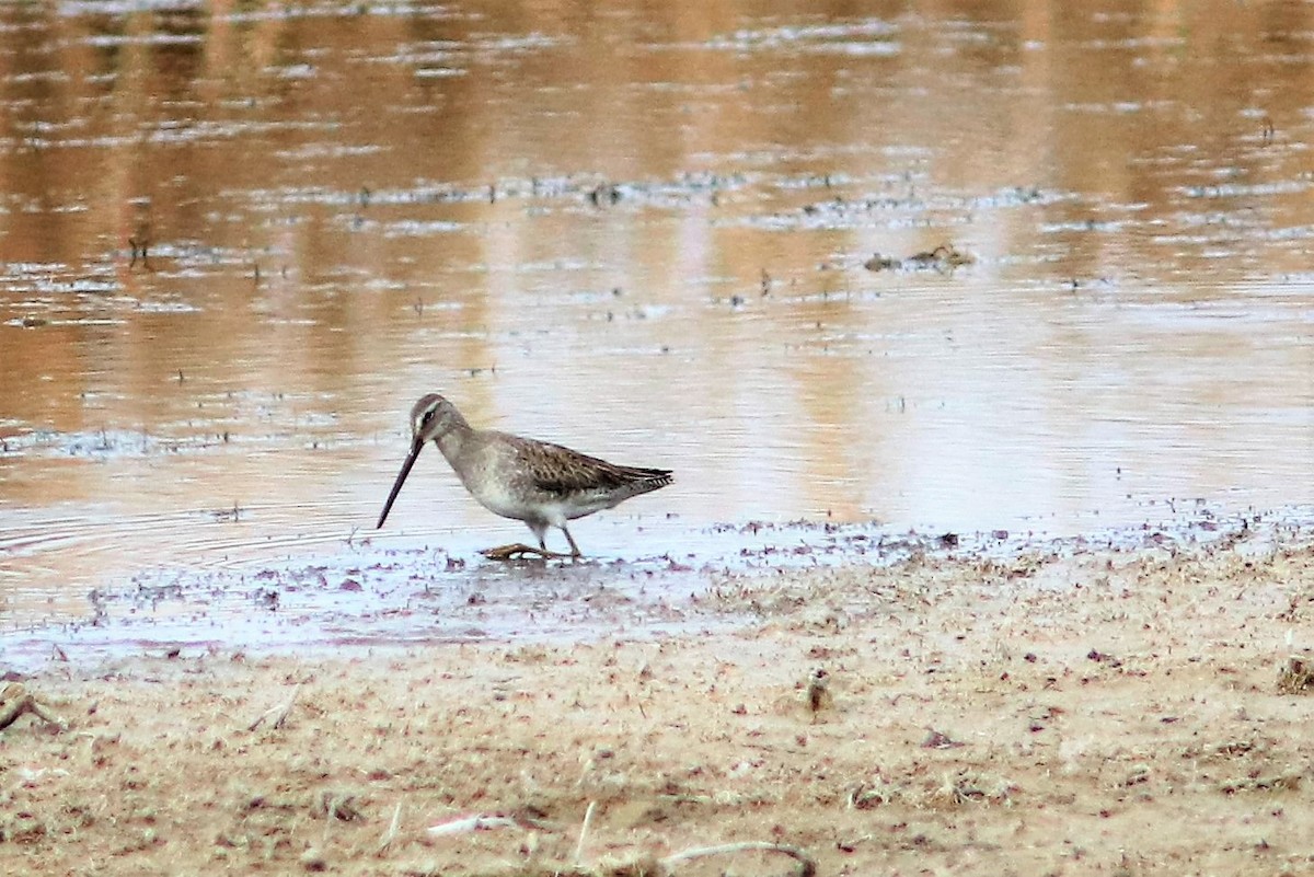 Long-billed Dowitcher - ML72595771