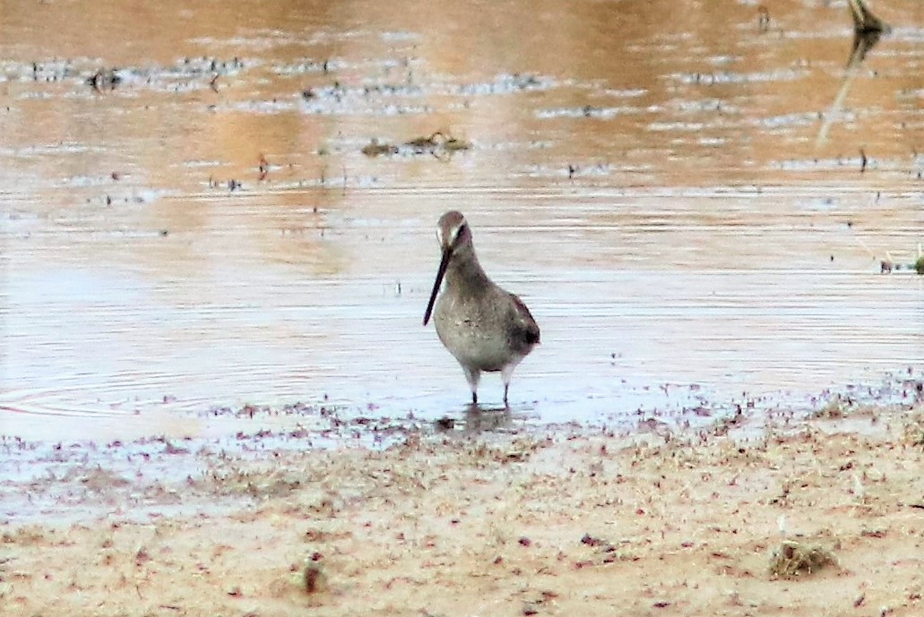 Long-billed Dowitcher - ML72595791
