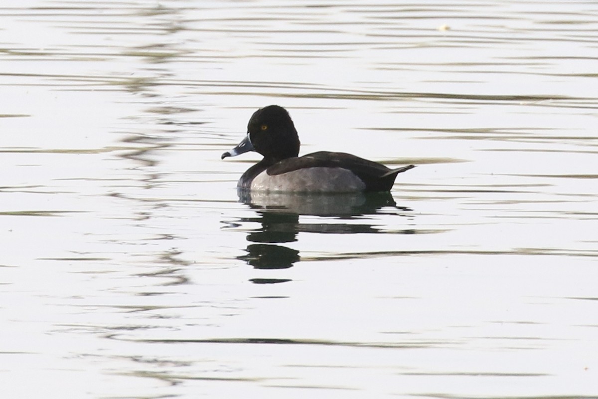 Ring-necked Duck - ML72595971