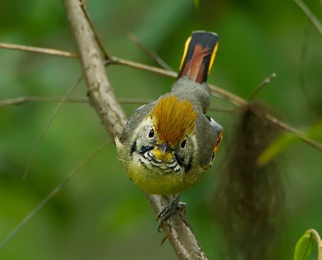 Chestnut-tailed Minla - Ramki Sreenivasan