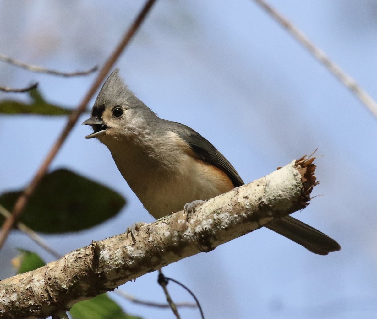 Tufted Titmouse - Bruce  Purdy