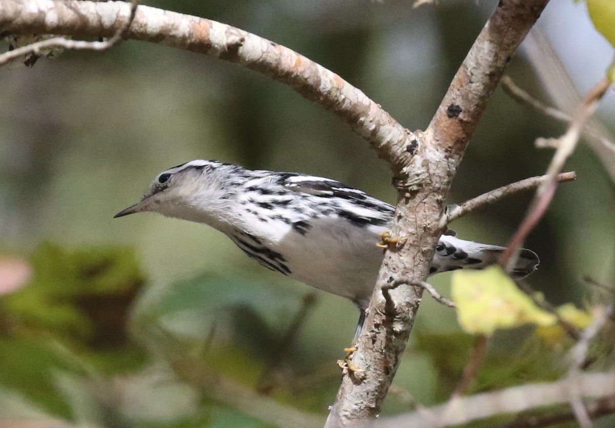 Black-and-white Warbler - Bruce  Purdy