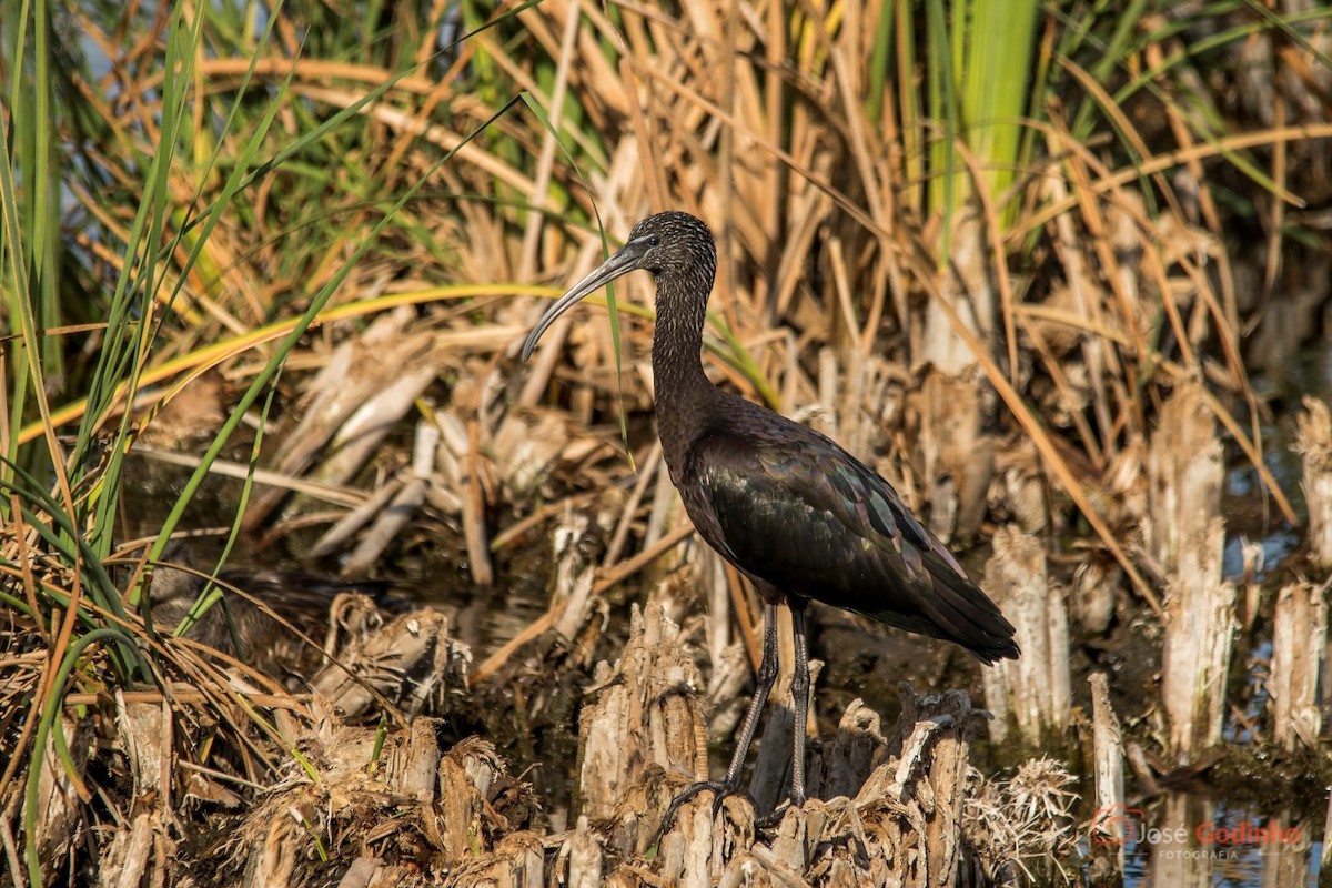ibis hnědý - ML72597551