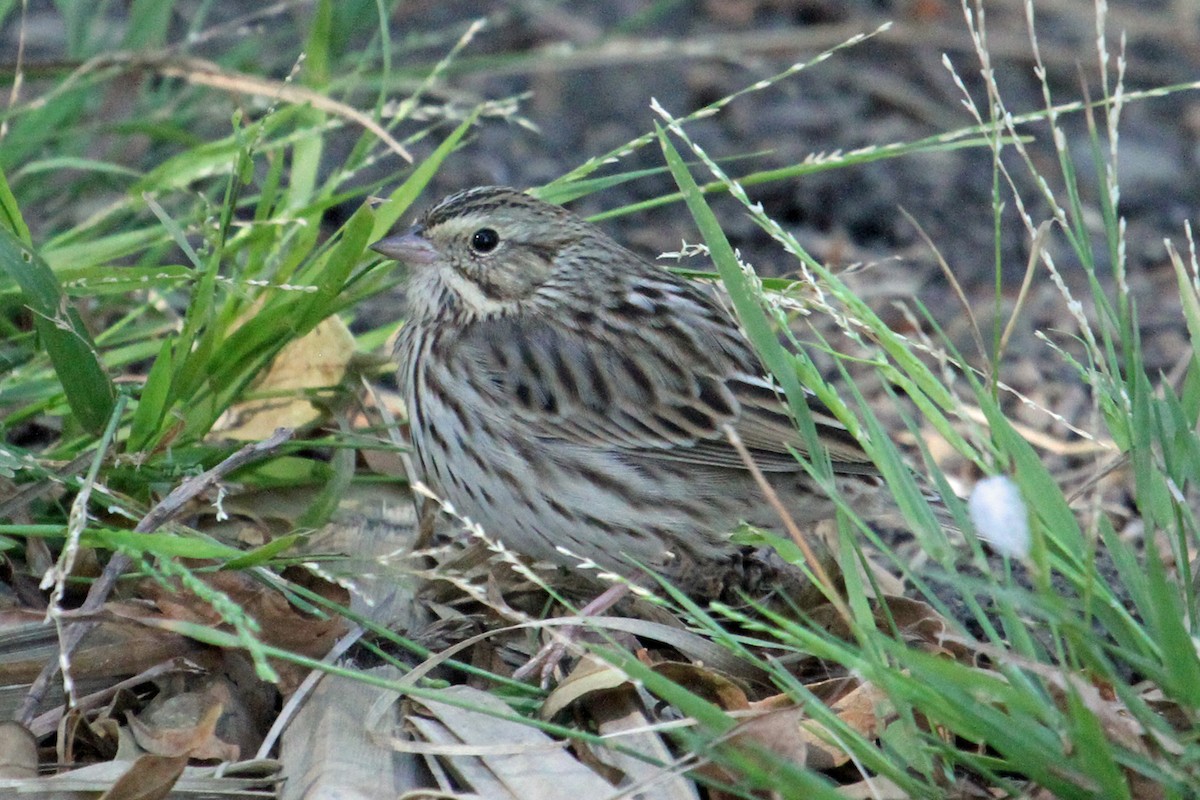 Savannah Sparrow - ML72597711