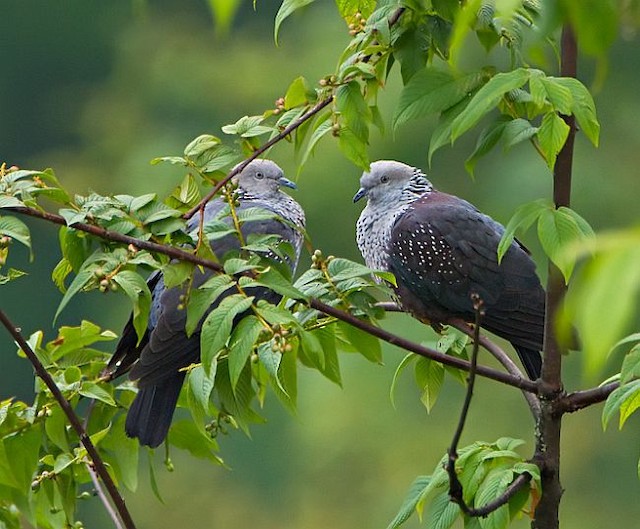 Speckled Wood-Pigeon
