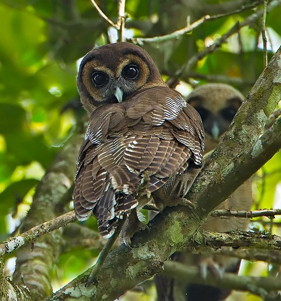Brown Wood-Owl (Brown) - ML725995