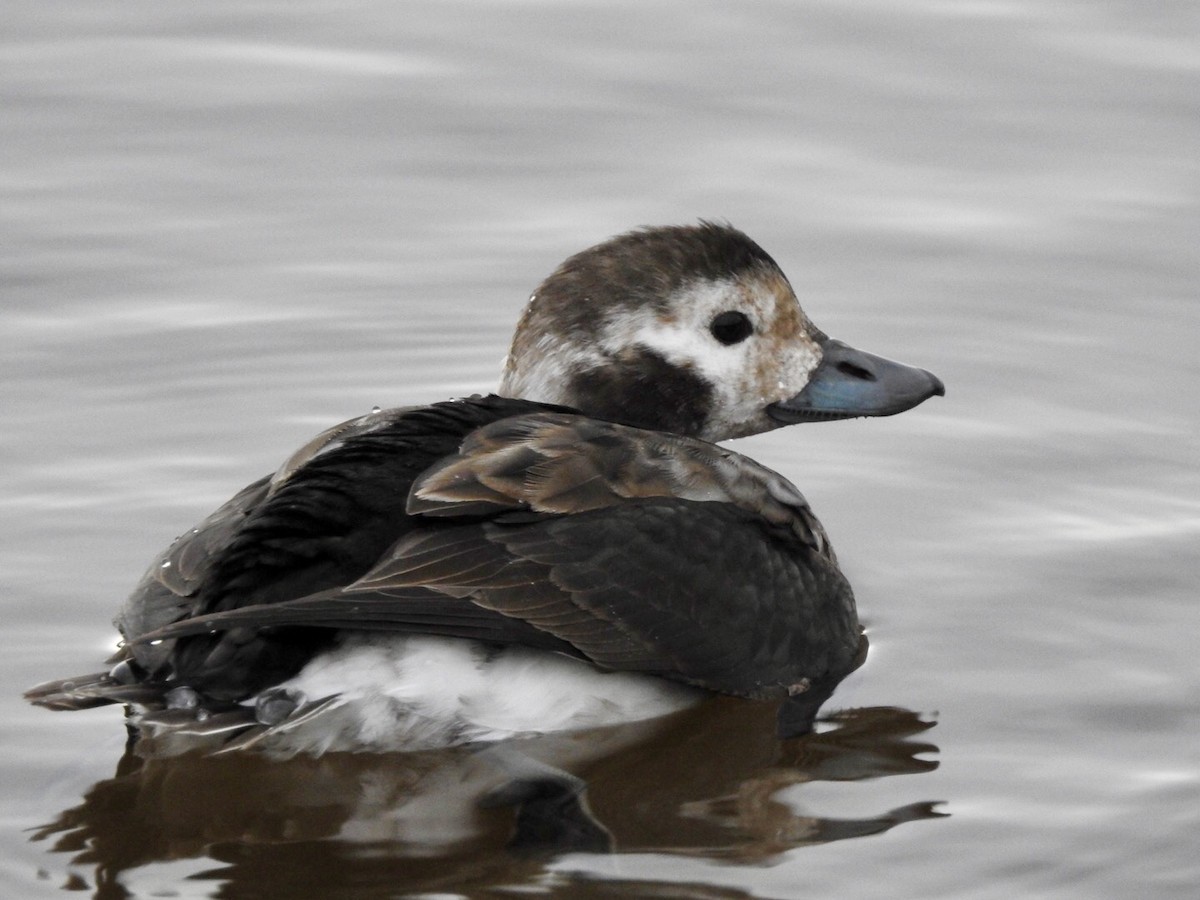 Long-tailed Duck - Kevin Manley