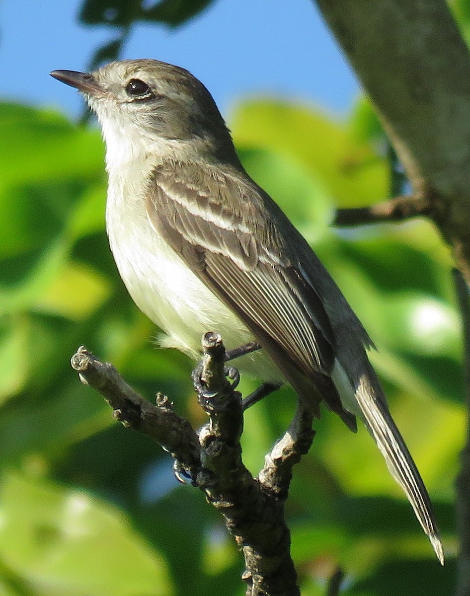 Southern Mouse-colored Tyrannulet - Rich Hoyer