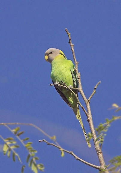 Blossom-headed Parakeet - ML726024