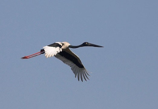 Black-necked Stork - ML726025