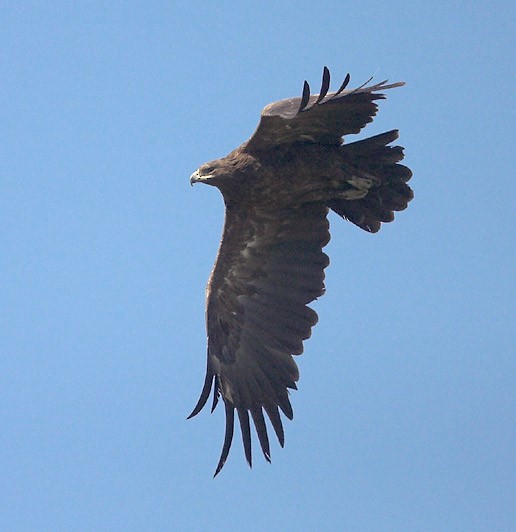Greater Spotted Eagle - ML726026