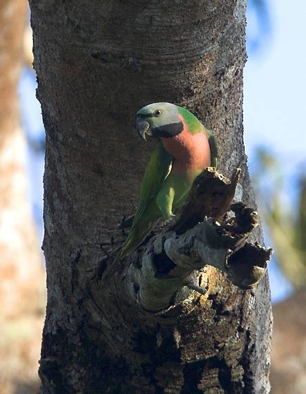 Red-breasted Parakeet - ML726031