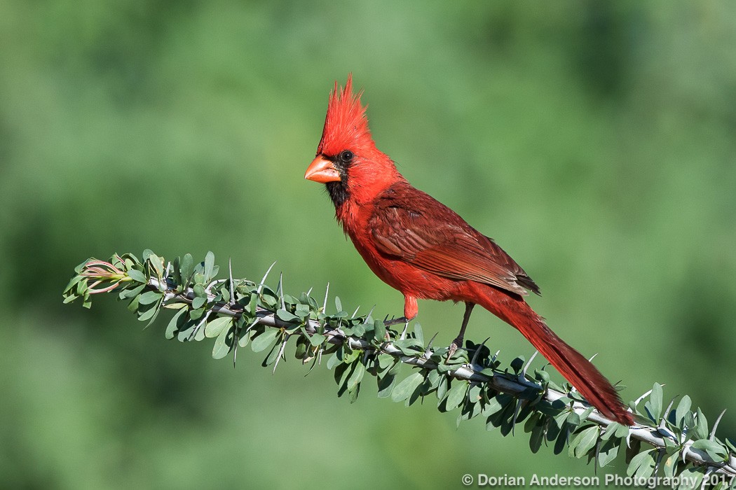 Cardinal rouge - ML72603901