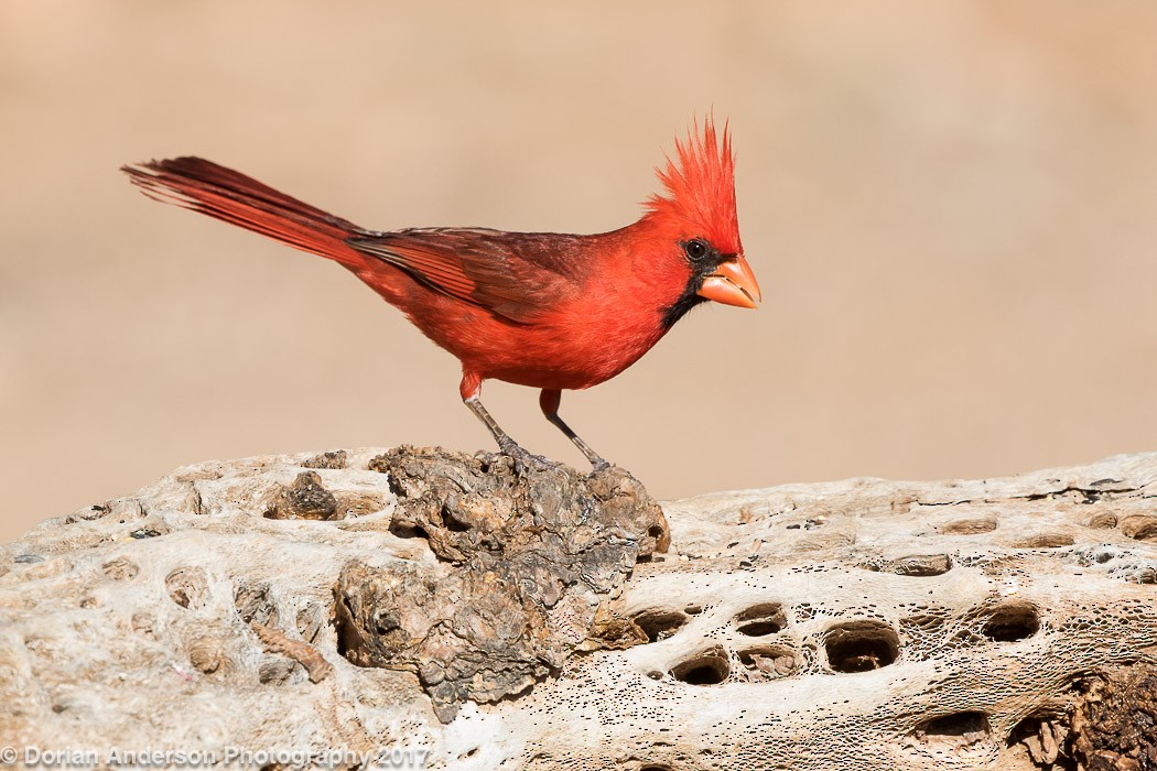 Cardinal rouge - ML72603921