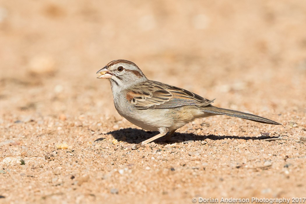Rufous-winged Sparrow - Dorian Anderson