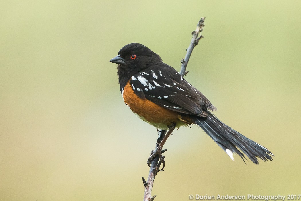 Spotted Towhee - ML72605591