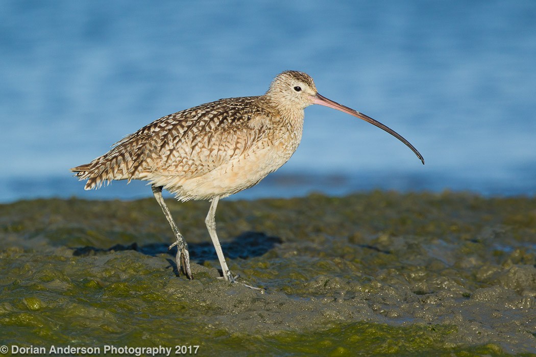 Long-billed Curlew - ML72606831