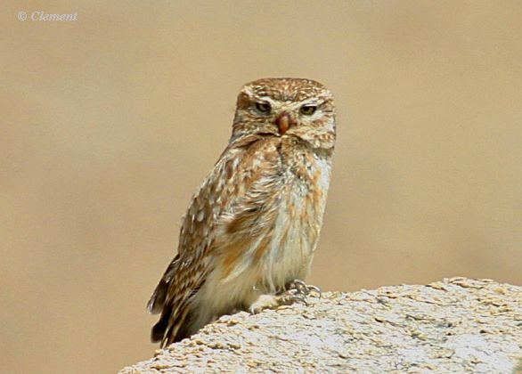 Little Owl (Hutton's) - ML726079