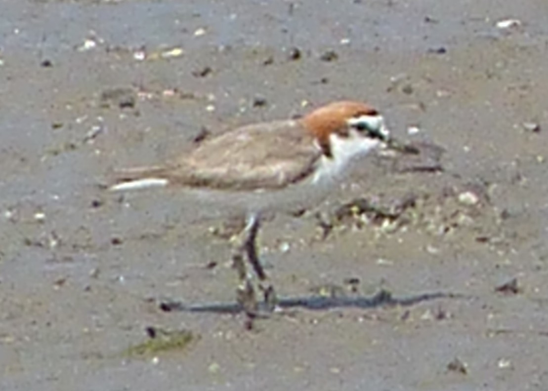 Red-capped Plover - Andy Frank