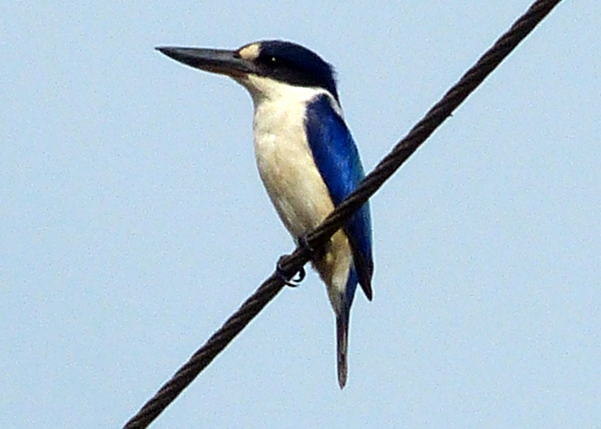 Forest Kingfisher - Andy Frank