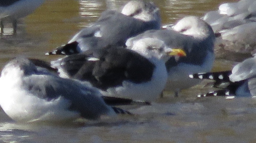 Lesser Black-backed Gull (graellsii) - ML72613831