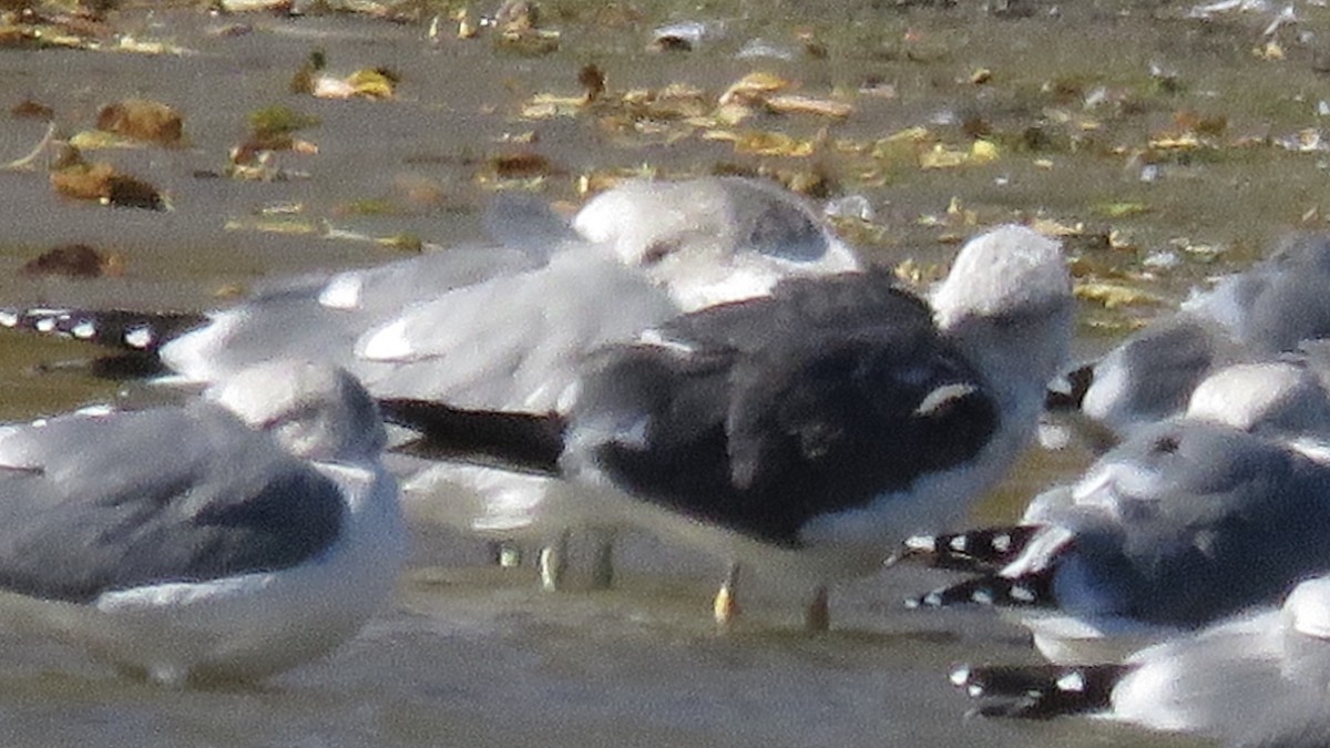Lesser Black-backed Gull (graellsii) - ML72613841
