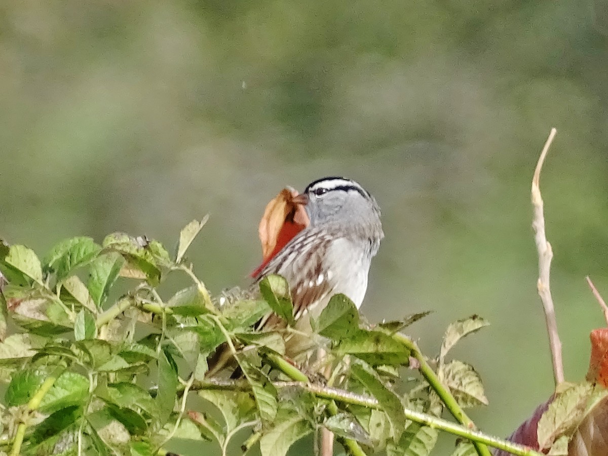 White-crowned Sparrow - Su Snyder