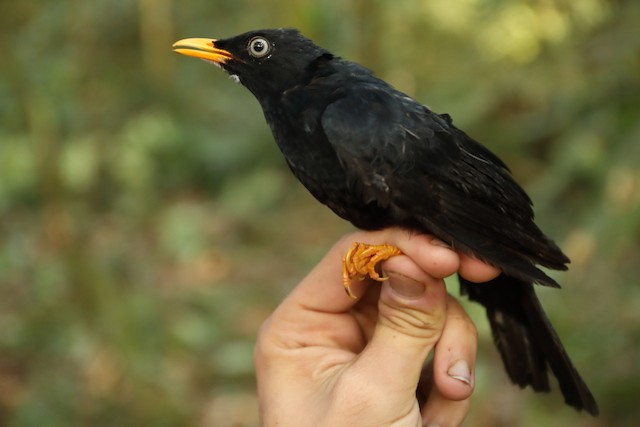 Pale-eyed Thrush - eBird