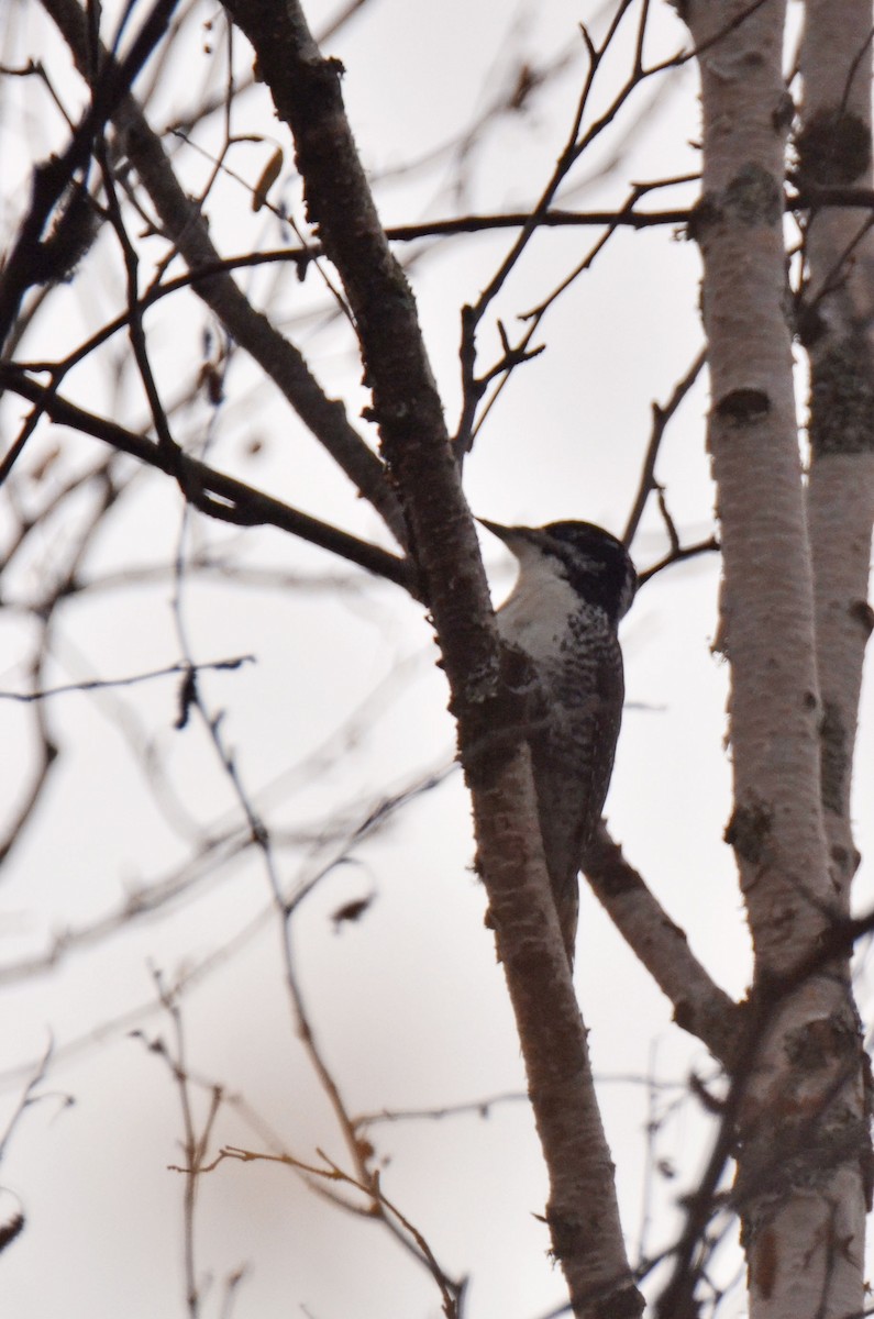 American Three-toed Woodpecker - Jonathan Gagnon