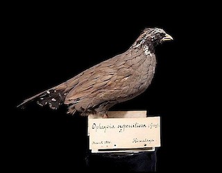  - Himalayan Quail