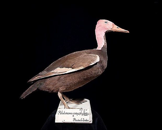 Pink-headed Duck - Naturalis Biodiversity Center