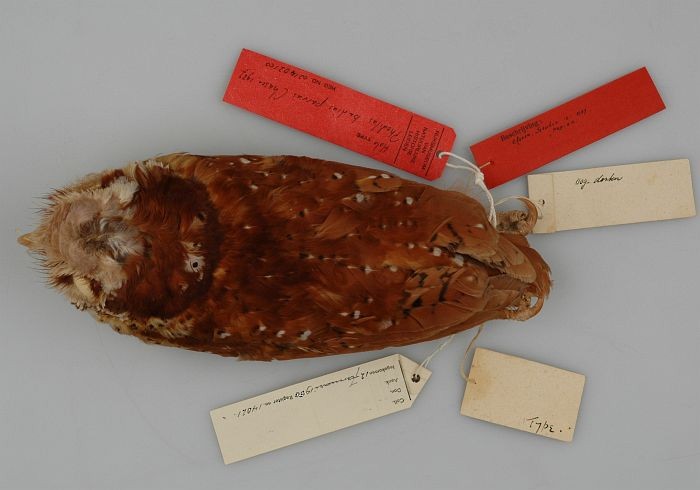 Oriental Bay-Owl - Naturalis Biodiversity Center