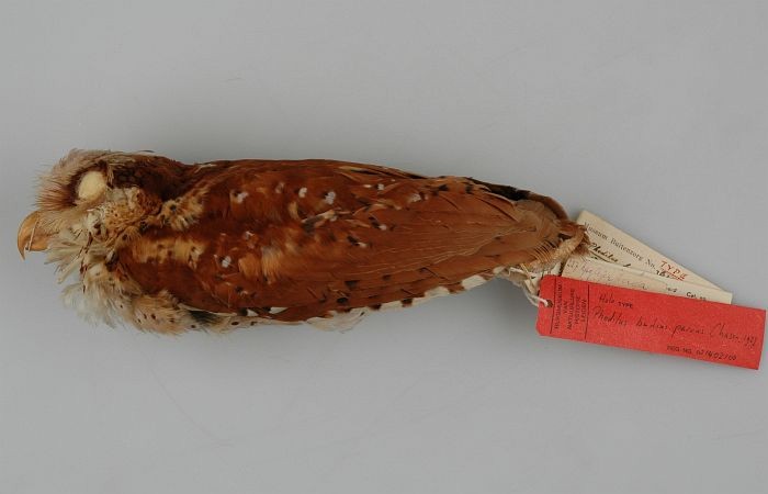 Oriental Bay-Owl - ML726251