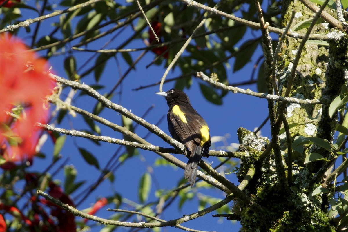 Golden-winged Cacique - ML72626251