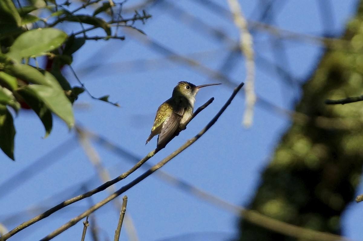 White-bellied Hummingbird - ML72627741